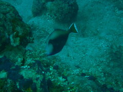 Sufflamen chrysopterum