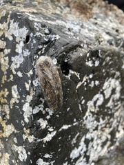 Aeolidia