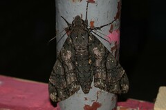 Cocytius antaeus