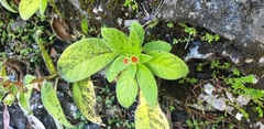 Gesnerieae