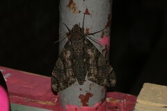 Cocytius antaeus