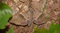 Pachysphinx modesta