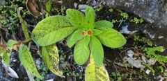 Gesnerieae