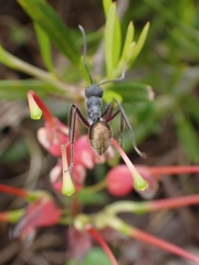Camponotus suffusus bendigensis