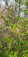 Ribes californicum