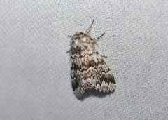 Panthea acronyctoides