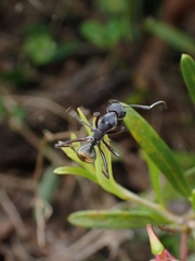 Camponotus suffusus bendigensis