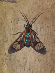 Cosmosoma anoxanthia