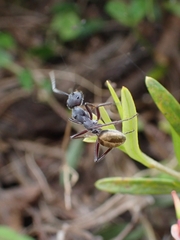 Camponotus suffusus bendigensis
