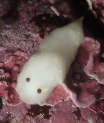 Cadlina flavomaculata