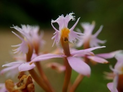 Epidendrum arachnoglossum