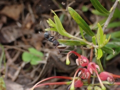 Camponotus suffusus bendigensis