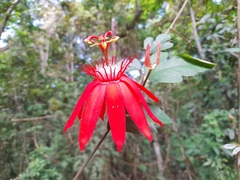 Passiflora vitifolia