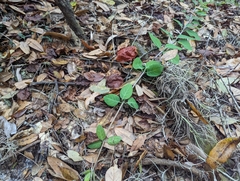 Lonicera sempervirens