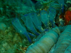 Rhopalaea