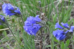 Polemonium viscosum