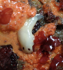 Cadlina flavomaculata