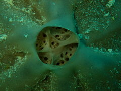 Clathria eurypa