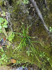 Carex gholsonii