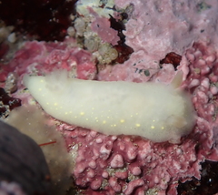 Cadlina modesta