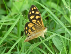 Heteronympha paradelpha