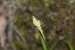 Carex gholsonii