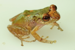 Pristimantis rhodostichus