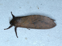 Elhamma australasiae