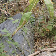 Lasiacis ruscifolia