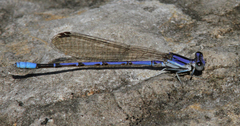 Argia hinei