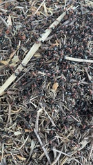 Formica integra