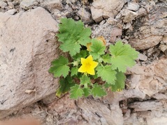 Eucnide bartonioides