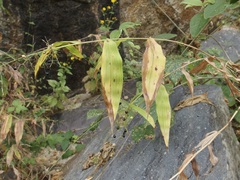 Lasiacis ruscifolia