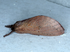 Elhamma australasiae