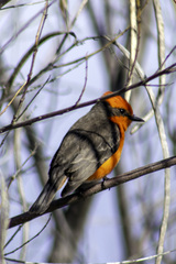 Pyrocephalus rubinus