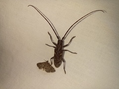 Monochamus carolinensis