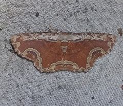 Sabulodes ornatissima