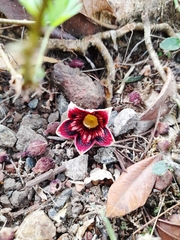 Sterculia apetala