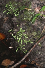 Selaginella apoda