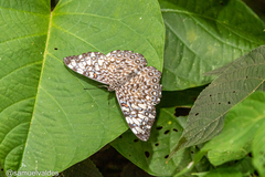 Hamadryas feronia