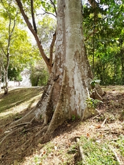 Sterculia apetala