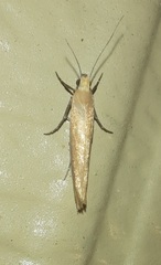 Ypsolopha ochrella