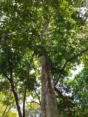 Sterculia apetala