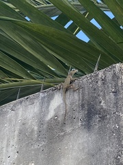 Anolis cristatellus