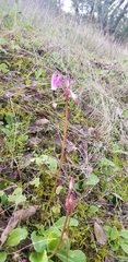 Primula clevelandii