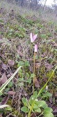 Primula clevelandii