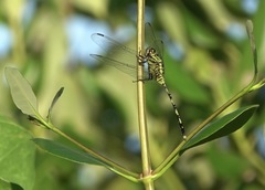 Orthetrum serapia