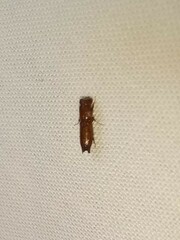 Euplatypus compositus