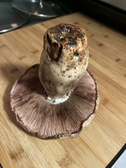 Agaricus bisporus