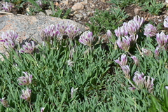 Trifolium dasyphyllum